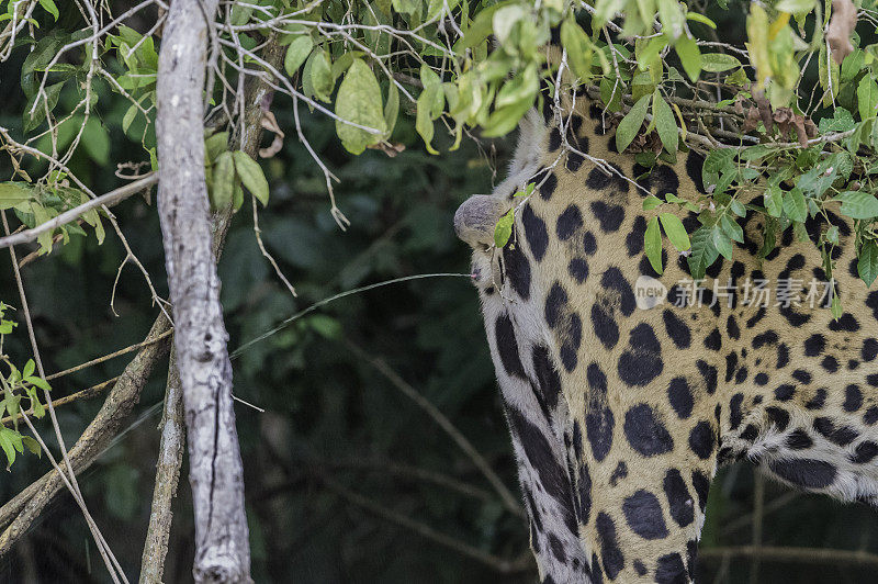 美洲虎(Panthera onca)是一种大型猫科动物，是美洲虎属猫科动物，是美洲唯一现存的美洲虎物种，在巴西潘塔纳尔发现。沿着河边打猎。散步。